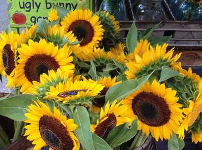 Fayetteville_market_sunflower_pic