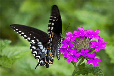 Verbena_butterfly_pic