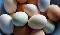Multi_colored_eggs