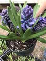 Hyacinth_3_bulb_six_inch_pot