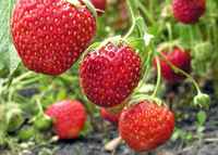 Strawberry_plant_yuriys_gettyimages_full_width