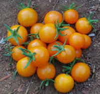 Sungold_cherry_tomatoes