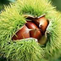 Chestnut