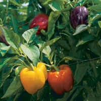 Kg09-bell-peppers-01