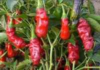 Red_peter_pepper