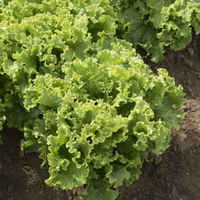 Green_leaf_lettuce