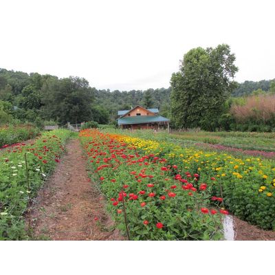 Dripping Springs Garden