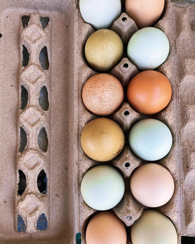 Chicken Eggs - Non-GMO Fed - Pastured